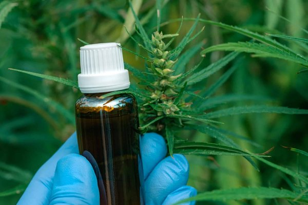 Guide de récolte du CBD : la meilleure période et les techniques à connaître